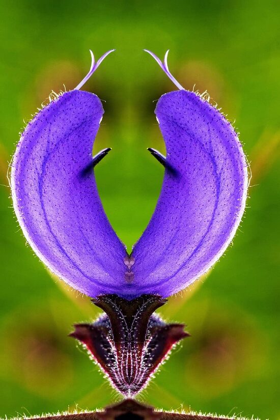  Ārstnieciskās salvijas sēklas – aromātisks un skaists garšaugs Tavam dārzam